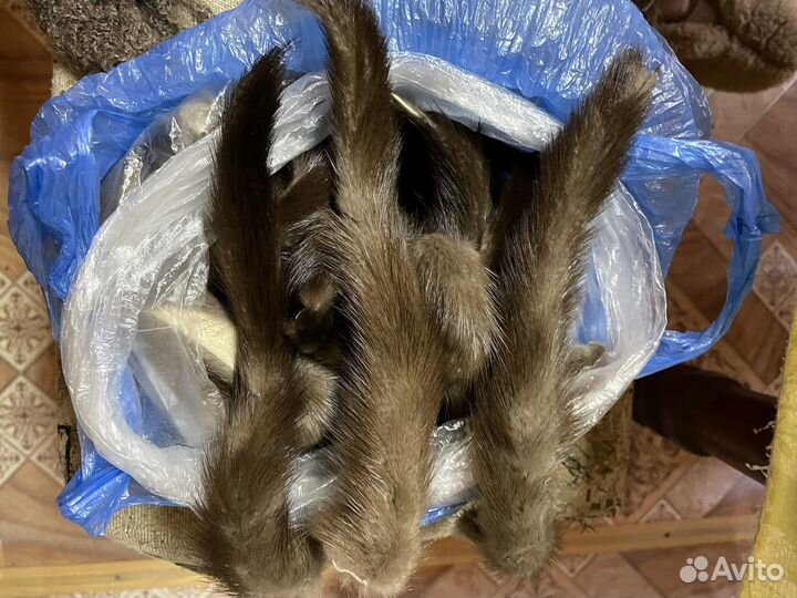 Хвосты норки