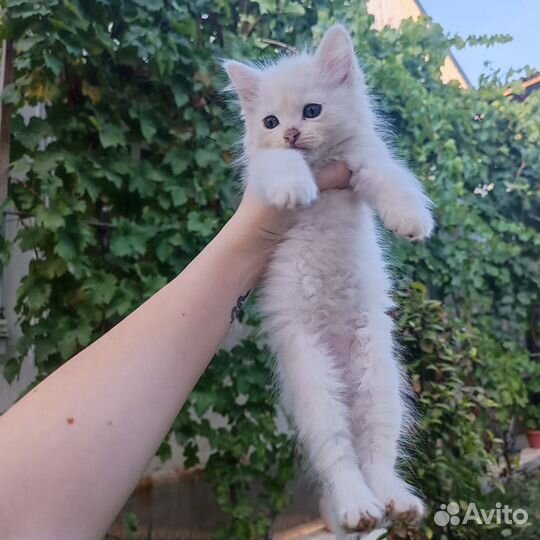 Котята отдам бесплатно