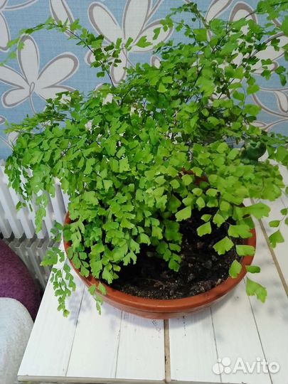 Папоротник Адиантум (венерин волос)