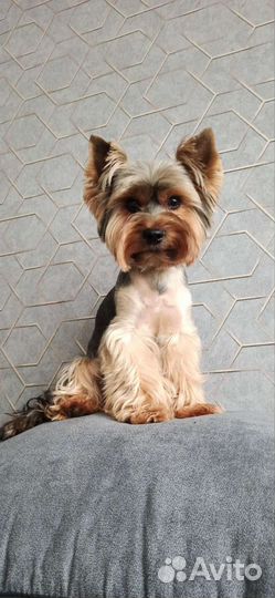 Йоркширский терьер