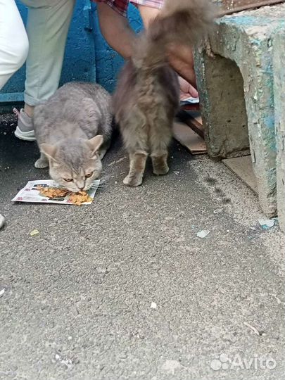 Шотландский кот в добрые руки бесплатно