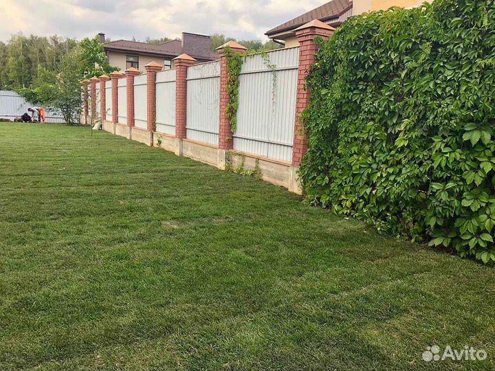 Рулонный газон мятлик