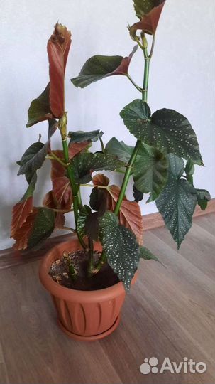 Бегония макулата кустовая.с розовыми кистями соцве