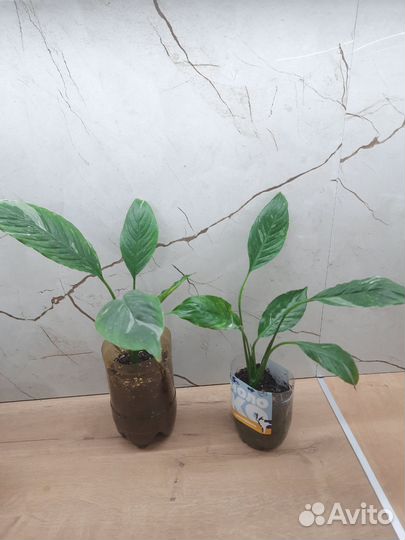 Спатифиллум Джемини