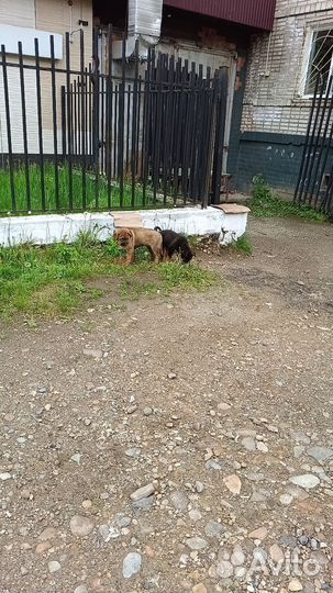 Щенки мальчики