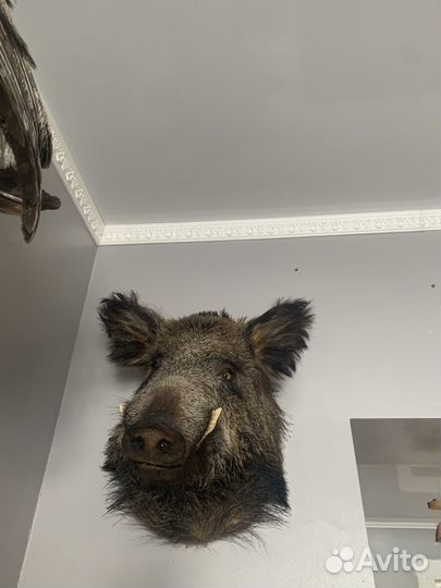 Чучело головы кабана