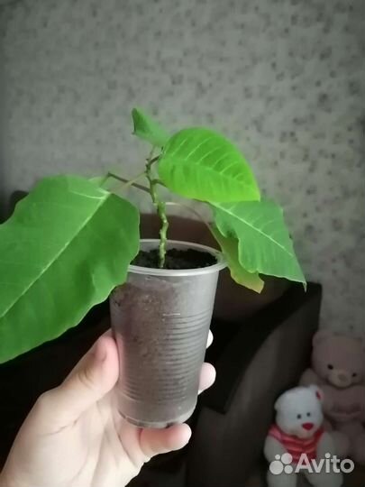 Пуансетия(рождественское дерево) отросток