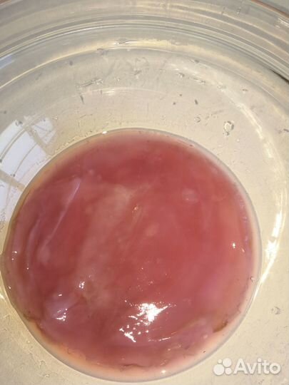 Чайный гриб комбуча