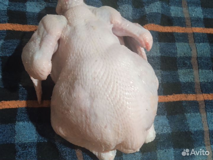 Мясо домашних цыплят