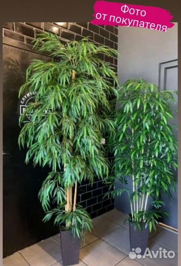 Дерево бамбук