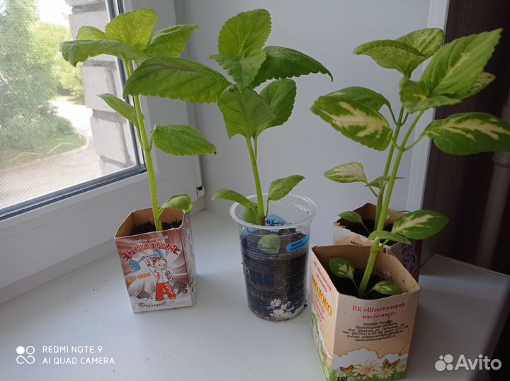 Колеус защитник дома, приносит в дом удачу, деньги