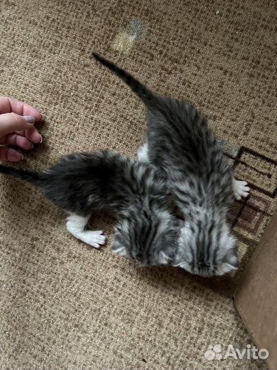 Котята для души