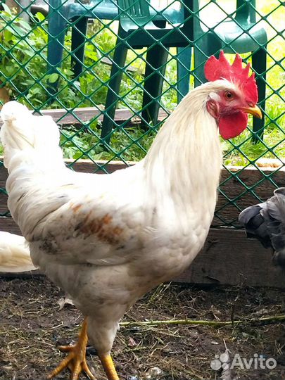 Петушок молодой