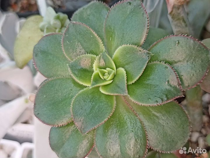 Сочные и красочные суккуленты