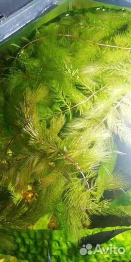 Роголистник красностебельный