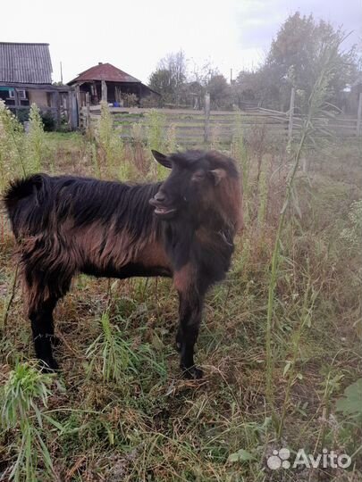 Чешский козел