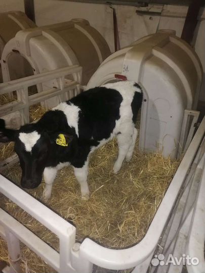 Бычки телки