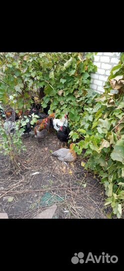 Молодые петухи
