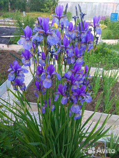 Многолетние цветы для сада