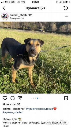 Метис Шарпея и ротвейлера. Шерри из приюта