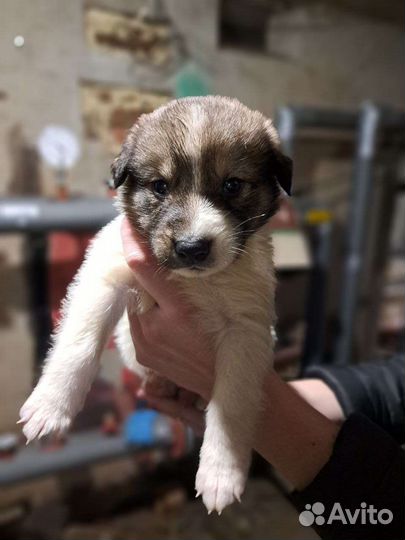 Щенок в добрые руки