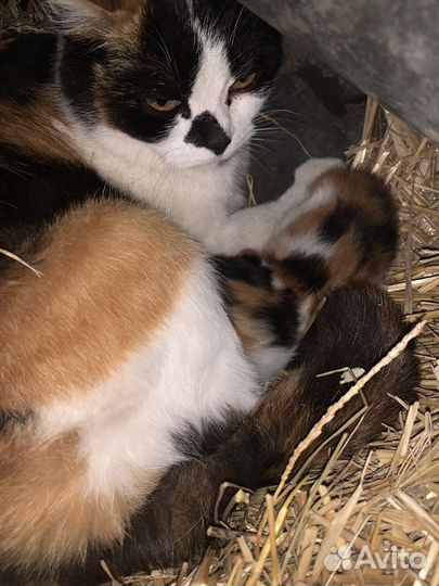 Котята не породистые