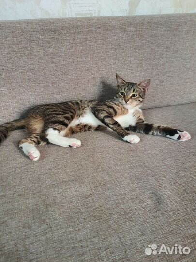 Кошка добрые руки