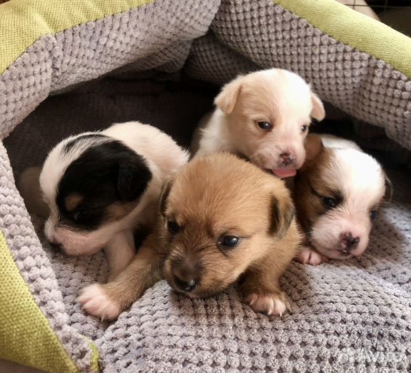 Щенки от маленькой собачки