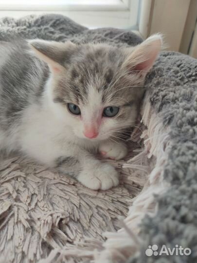 Котенок, мальчик
