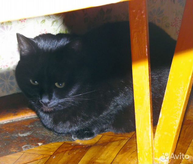 Кошечка Крис в добрые руки