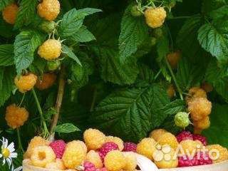 Саженцы малины