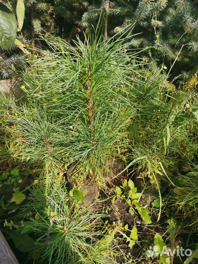 Саженцы кедра