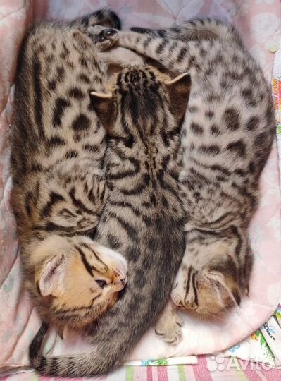 Бенгальские котята