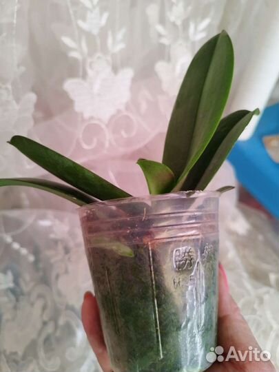 Орхидея Phal. Pinif от Son Ja