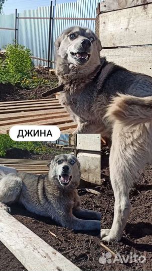 Хаски девочка