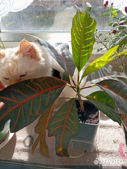 Кодиеум кротон