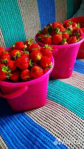 Рассада клубники