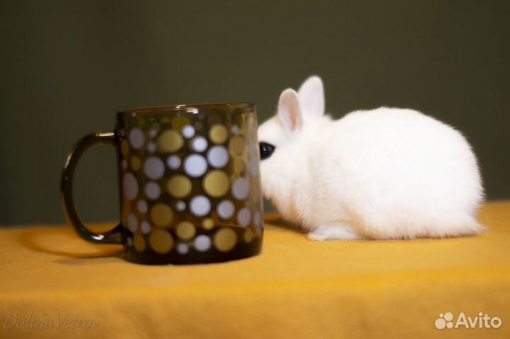 Кролик редкого окраса хотот