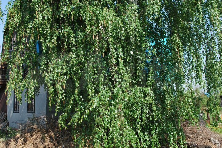 Дача 64 м² на участке 6 сот.