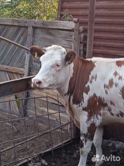 Телки стельные