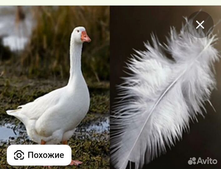 Пух гусь подушки утиные куриные