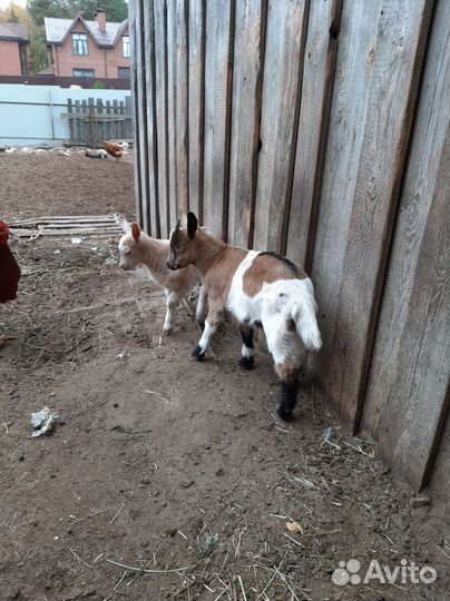 Продам козлят