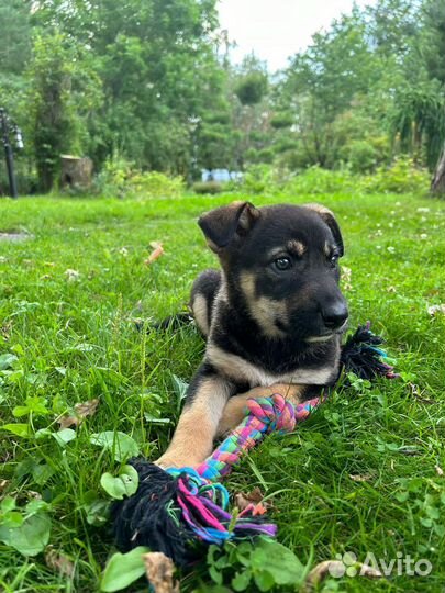 Щенки немецкой овчарки бесплатно