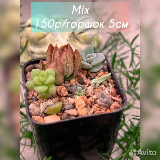 Редкие суккуленты ч. 6