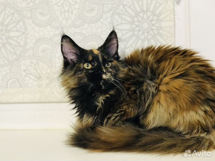 Мейн-куняшка