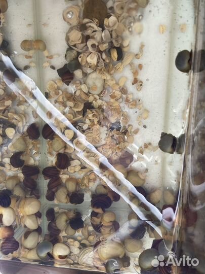 Улитки аквариумные ампулярии разноцветные