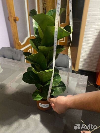 Фикус лирата бамбино