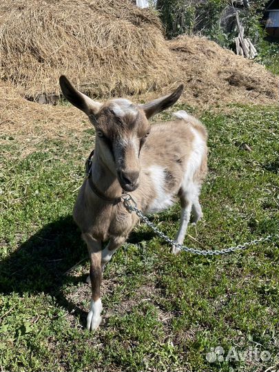 Козлячие козлы