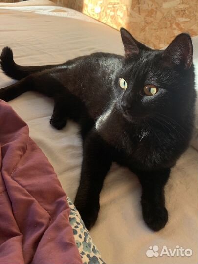 Кошка в добрые руки