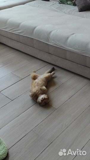 Отдам кошку